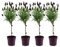 Plant in a Box - Lavandula stoechas 'Anouk' - Set de 4 - Lavandier - résistant au froid - plantes de jardin - Pot 12cm - hauteur 30-40cm