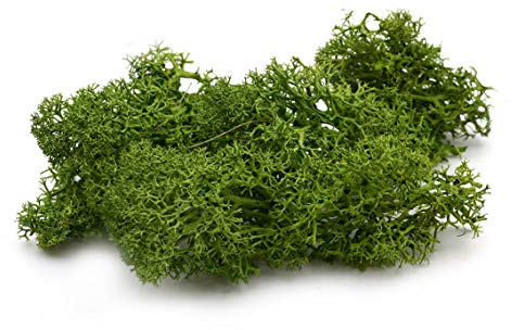 echtes Islandmoos in dunkelgrün 5g