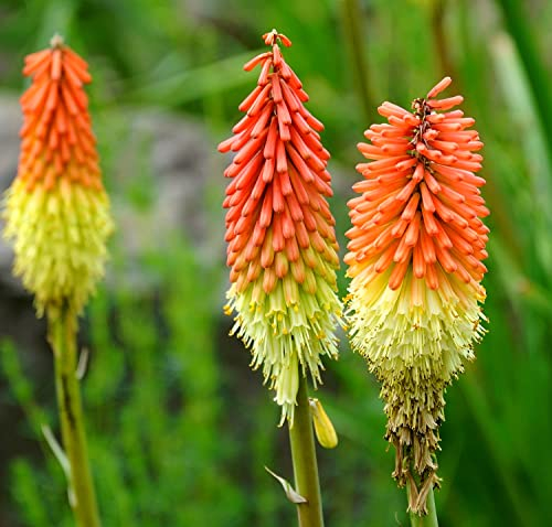 Fackellilie - Kniphofia Crown - Raketenblume - Blume - 100 Samen