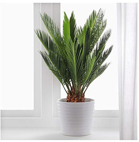 Portal Cool 10Pcs Heilige Sago Palme Cycas Samen Cycas Revoluta tropischen Pflanzen Bonsai