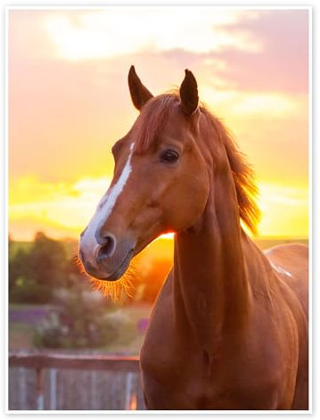 Pferd in der Sommersonne Poster 50 x 70 cm Wandbilder Wanddeko