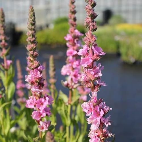 6x Blut Weiderich 'Blush' - Lythrum salicaria 'Blush' - Topf 9x9cm