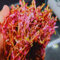 12x Loose Rotala Rotundifolia Indica Easy Live Aquarium Red Pink Plant