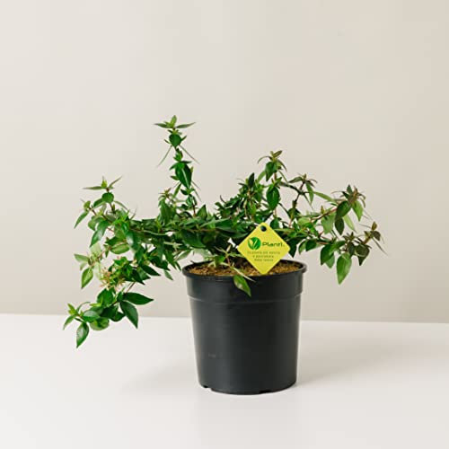 Plantì Abelia Grandiflora Little Beauty - Arbusto Rustico Sempreverde da Esterno, Pianta per Giardino e Terrazzo, Vaso da 19 cm, 6 Mesi di Concimazione con Sistema Plantì
