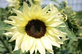 Genipap 50 x Buttercreme-Sonnenblumensamen.