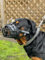 Starker Maulkorb aus Drahtmetall für Hunde, Rottweiler, Mastiff, Golden Retriever und andere (TR, schwarz/schwarzes Leder)