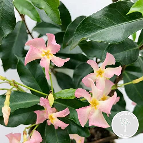 Bloomique - Trachelospermum Jasminoides - Toskanischer Jasmin - Rosa - Kletterpflanzen - Gartenpflanzen - Winterhart - Immergrün - 50-70 cm Hoch - Topf 15 cm