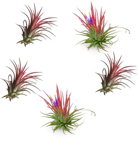 Verdecora Tillandsia Roja | Tillandsia Ionantha Rodd | Planta de Aire | Planta Natural de interior | No necesita tierra | 5 UNIDADES