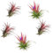 Verdecora Tillandsia Roja | Tillandsia Ionantha Rodd | Planta de Aire | Planta Natural de interior | No necesita tierra | 5 UNIDADES