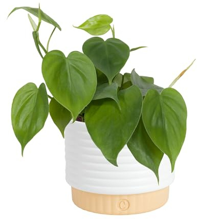 Costa Farms Philodendron, Live Indoor Plant, Tropical Houseplant