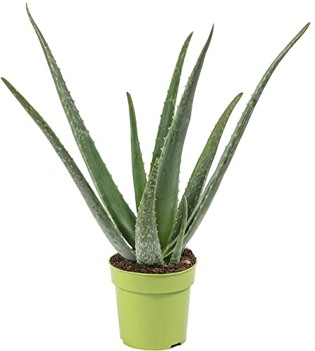 Aloe vera - pianta da interno facile da curare, Aloe barbadensis - Altezza ca. 40 cm, diametro del vaso 12 cm