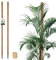 KOTARBAU® 2er Set Moosstab für Monstera Kokos Natural ⌀3,2 x 180cm Pflanzenstab Rankhilfe für Monstera Pflanzen Kokosstab Pflanzstab Rankstab Moss Pole Monstera Rankhilfe Blumenstab Moss Stab + Schnur
