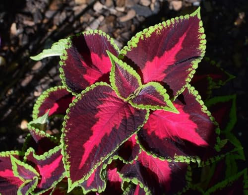 Semi Coleus Arcobaleno, Pianta Ornamentale con Foglie Rosse, Viola e Verde seeds semen graines semillas