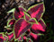 Semi Coleus Arcobaleno, Pianta Ornamentale con Foglie Rosse, Viola e Verde seeds semen graines semillas