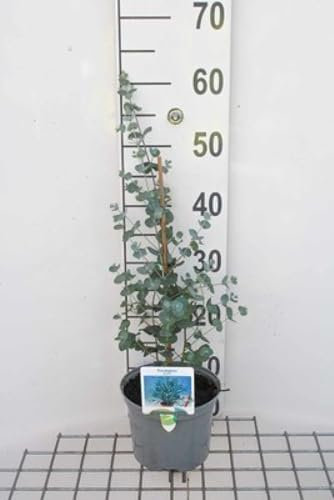 Eucalyptus gunnii - Andenstrauch 50-60 cm Container