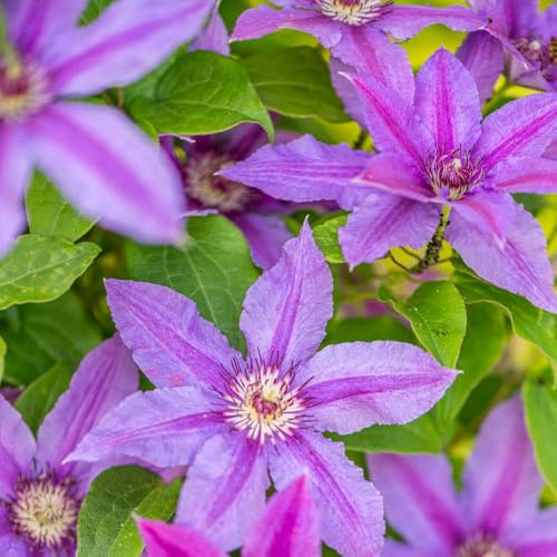Clematis ‘Tumaini’ – Climbing Plant, Large Violet Flowers Blushed with Dark Pink Bar, Free-Flowering April to September, Perfect for Small Gardens & Containers - 7cm Pot x1 by Thompson and Morgan
