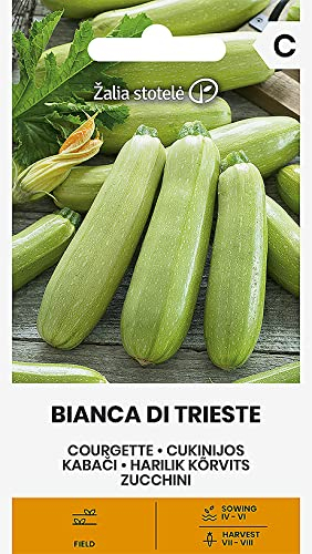 Zalia stotele | ZUCCHINI BIANCA DI TRIESTE samen | Gemüsesamen | Pflanze samen | Zucchinisamen | Gardensamen | 1 Pack