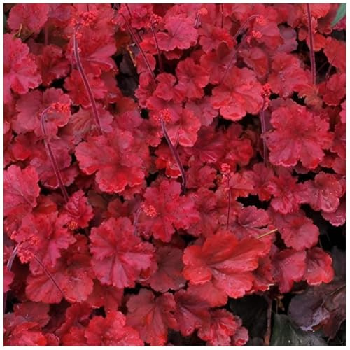 Stauden Gänge 10 x Heuchera Hybride 'Cherry Cola' Purpurglöckchen | Purpurner Bodendecker für Sonne bis Halbschatten, Blüte Juni bis August, mehrjährig, 1 L Topf (11x11 cm)