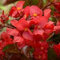 Begonie Rote Blumensamen Packung mit 100 Samen