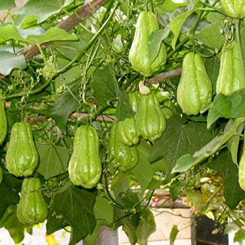 40 Stück Chayote-Samen, Chayote Bio Samen, hohe Keimrate, Non-GMO, Gemüsesamen & -Pflanzen, Geschenke Für Gartenfreunde
