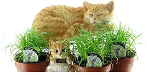 Katzengras Cyperus zumula Floras 3er Set ca. 20 cm hoch im Ø 12 cm Topf