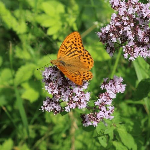 Gewöhnlicher Dost | Origanum vulgare, heimischer Oregano in BIO-Qualität (torffrei), TOP Wildbienen- und Schmetterlingspflanze, Balkon geeignet, Wildpflanze, liebevolle Handarbeit (5er Set)