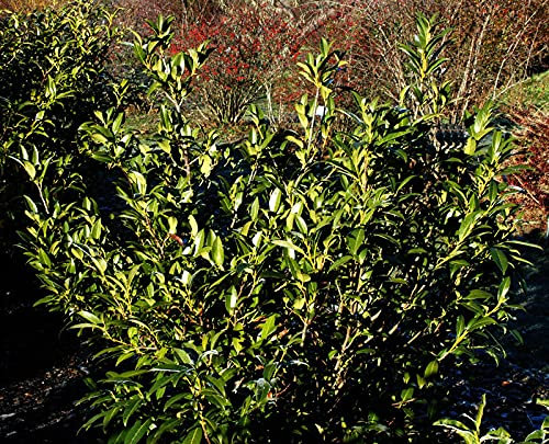 Aufrechte Lorbeerkirsche 80-100cm - Prunus laurocerasus