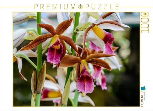 CALVENDO Puzzle Phaius Tankervilliae | 1000 Teile Lege-Größe 64 x 48 cm Foto-Puzzle für glückliche Stunden