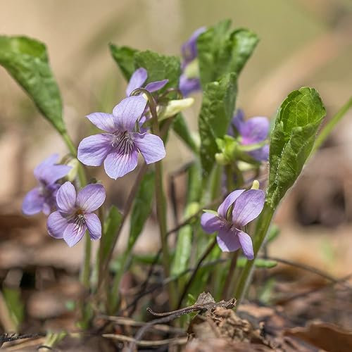 20 pcs Mazus reptans samen - zimmerpflanzen wenig lichtbedarf Bodendecker,Lippenmäulchen gartenarbeit winterharte pflanzen für garten bonsai samen blumendeko bienenfreundliche blumensamen
