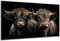 DARO Design - Wand-Bild auf 6mm HDF 84x56 cm 2 Rinder Köpfe - Wand-Deko Bilder Geschenk