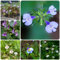 500 Pcs Bodendecker Mazus Reptans Samen - Kräutergarten Küche Gartenpflanzen, Wildblumen Balkonblumen Lippenmäulchen Samen, Kräuter Samen Mehrjährig, Hochbeet Samen, Blumen Balkon