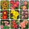 400 pcs Taglilien Kaufen Samen, garten geschenke für frauen, gartendeko für draußen wiesensaatgut Hemerocallis wohnzimmer deko, kleine geschenke gartenpflanzen winterhart mehrjährig