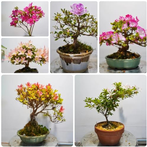 150 pz semi di rododendro, semi di fiori di campo, balcone semi di azalea - Rhododendron simsii - semi di fiori, piante piante da giardino perenni resistenti, semi regalo fiori per