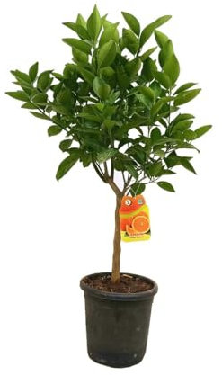 ÁRBOL FRUTAL NATURAL NARANJO VALENCIA LATE M21 60-80CM CÍTRICO FRUTO NARANJAS DE ZUMO