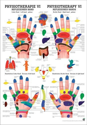 Ruediger Anatomie PHYS VI Reflexzonen Hand Tafel, 50 cm x 70 cm, Papier