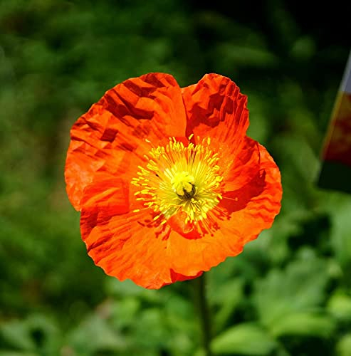 Island-Mohn Mix - Papaver nudicaule - Winterhart, Mehrjährig - 1000 Samen