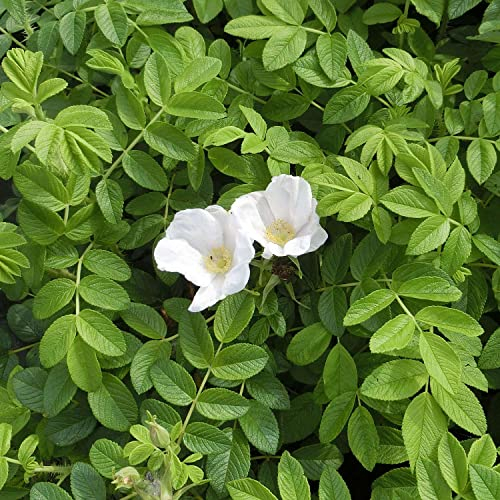 Weiße Hagebutte Syltrose Apfelrose Rosa rugosa Alba Dünenrose pflegeleicht undurchdringlich Heckenpflanze Insektennährgehölz Vogelnährgehölz (Im 3 Liter Topf 30-40cm)