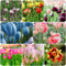 2 pcs tulpenzwiebeln winterhart - balkon deko winterfeste pflanzen für kübel tulpen zwiebeln,tulpenzwiebel, winterharte stauden mehrjährig ausgefallene geschenke blumendeko