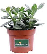 Pianta di Crassula diverse varietà pianta grassa da interno pianta succulente ornamentale vera venduta da eGarden.store (Crassula Ovata Albero di Giada v.12 cm)