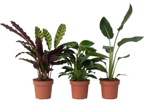 Plant in a Box - Tropische Zimmerpflanzenmischung - 3er Set - Calathea, Philodendron, Strelitzia - ⌀12cm - Höhe 25-40cm