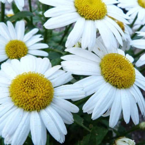 Leucanthemum x Maximum 'Snow Lady' Shasta Daisy - Compact Perennial with Abundant White Blooms for Borders and Containers – 2X 1 Litre Potted Plant by Thompson & Morgan