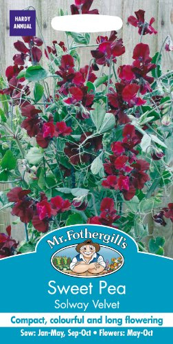 Mr Fothergill?s Seeds Ltd 18288 Flower Seeds, Sweet Pea Solway Velvet