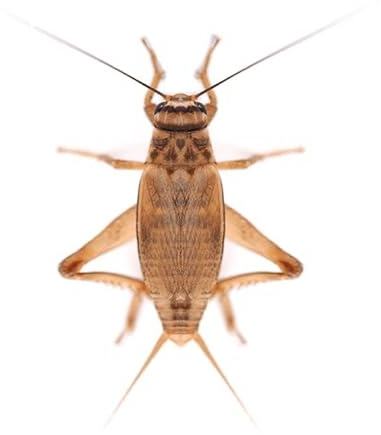 Swell Reptiles Medium Live Brown Crickets for Reptiles 8mm-12mm. 1000 Bulk Bag of Crickets to Serve as Live Food for Reptiles