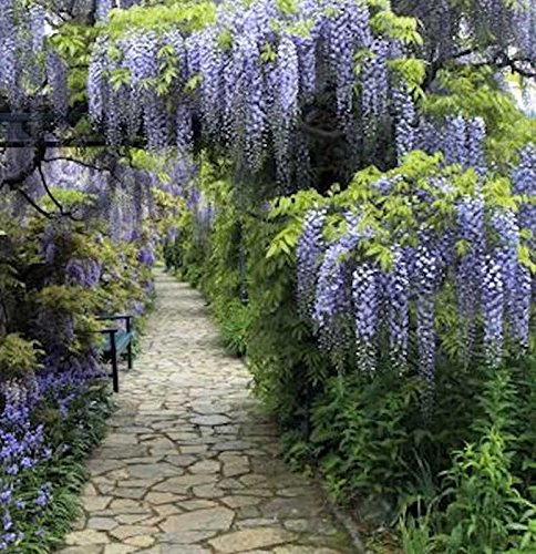 Blauregen Domino 60-80cm - Wisteria floribunda - lebende Gartenpflanze aus den Baumschulen
