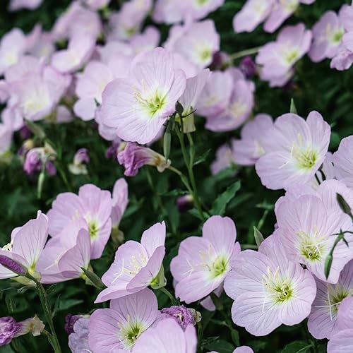 600 pcs nachtkerze samen bio - exotische zimmerpflanzen bienenfreundliche blumensamen,Oenothera biennis, mehrjährige blumenwiese samen bienenweide bienen geschenk pflanztöpfe bodendecker
