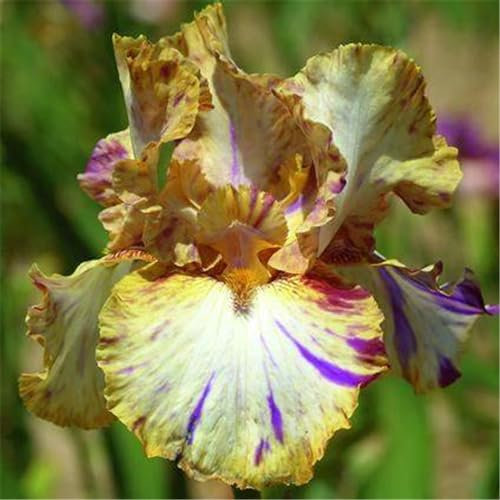 Iris-Pflanzenknollen, winterharte Pflanzen, einfach zu pflanzen, verschönern den Garten, wachsen gut in Töpfen-4zwiebeln-B