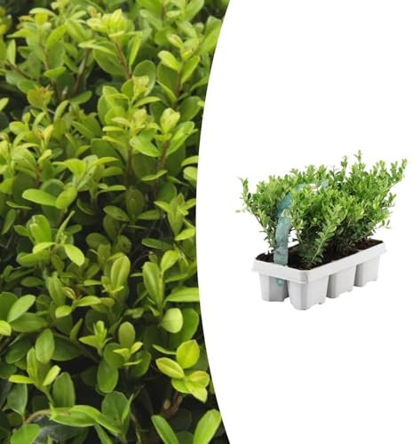 Ilex crenata 'Jenny' | 6 pièces - 25cm - Ø30cm - Plante de jardin