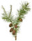 100 Samen Europäische Lärche Larix decidua Waldbaum Samen