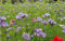 1 kg Mix di semi di fiori polline e nettare misti 10 specie di prato semi di fiori pascolo api farfalla valore sfuso farfalla e ape attrarre naturalizzante mix nettare