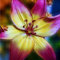 Lilium martagon zwiebeln,Winterharte mehrjährig,Dekorative Blumen,lilien Deko,lilie riesen,Lilien im topf,Lilie,duft lilien,lilien knollen,lilien zwiebeln winterhart.-10 zwiebeln-G